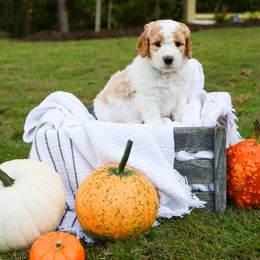 Goldendoodle Puppies from Ellie's Goldendoodles