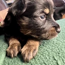Prague Ratter Puppies from North Star Gem’s Prague Ratters