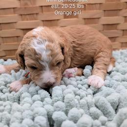 Orange girl - Red female Bernedoodle puppy in Weatherford, Texas from Donnasdoodlebugs