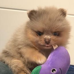 Zane - Lavender male Pomeranian puppy in Newport Beach, California from Exotic City Pomeranians and chihuahuas