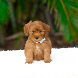 Darla - Red  female Goldendoodle puppy in Fort Myers, Florida from Corgis & Doodles