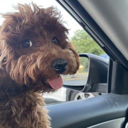 Goldendoodle Puppies from Golden Maxim Kennels