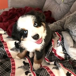 Miniature Australian Shepherd Puppies from Liberty Luck Mini Aussies