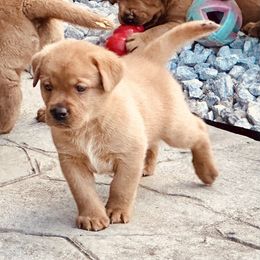 Labrador Retriever Puppies from Highland Labradors