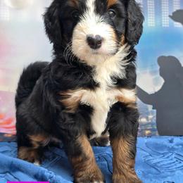 Marla - Tri-color female Bernedoodle puppy in Seymour, Tennessee from Lollie's Doodles