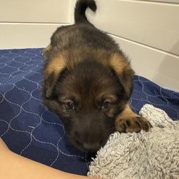 Tater - Sable female German Shepherd puppy in Mt. Sterling, Kentucky from Haus Der Herzenskrieger