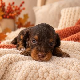 Maple - Chocolate female Cavapoo puppy in Floyd, Virginia from Hearts and Paws Poodles and Doodles
