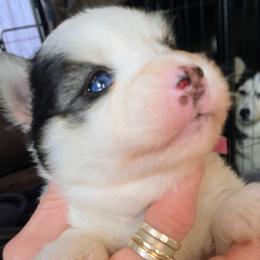Basil (Magenta Collar) - Black and white female Pomsky puppy in Kennewick, Washington from Nebula Ranch Pomskies