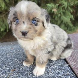 Jeorge - Blue merle male Miniature American Shepherd puppy in Goldendale, Washington from Amulet Charm