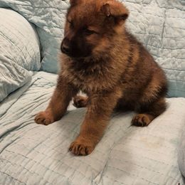 Blue boy - Sable male German Shepherd puppy in Lake George, Colorado from High Country German Shepherds