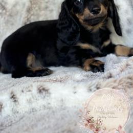 Dachshund Puppies from CSW Dachshunds