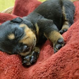 Rottweiler Puppies from Hauser's Kennel