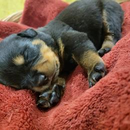 Rottweiler Puppies from Hauser's Kennel
