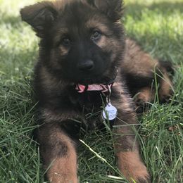 German Shepherd Puppies from Wurdevoll Kennels