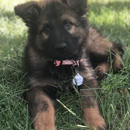 German Shepherd Puppies from Wurdevoll Kennels