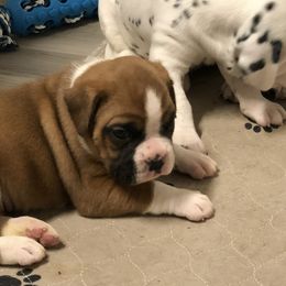 Boxer, Dalmatian, and Rottweiler Puppies from Poconopaws