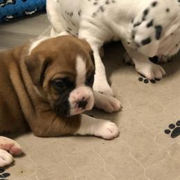 Boxer, Dalmatian, and Rottweiler Puppies from Poconopaws
