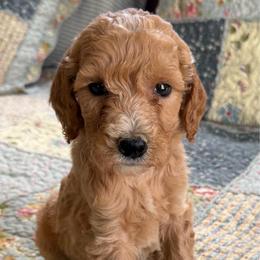 Butterfinger - Apricot female Poodle puppy in St. Johnsbury, Vermont from Poodles of the Northern Woods