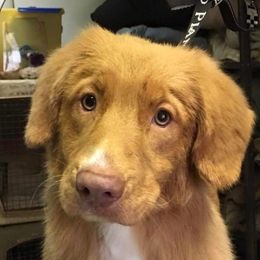 Pickle - Nova Scotia Duck Tolling Retriever
