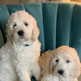 Bernedoodles and Goldendoodles from Gracie's Goldendoodles and Bernedoodles