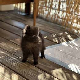 Pomeranian Puppies from Somos Pomeranians | Selectively Bred Puppies