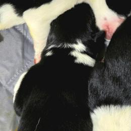 Puppy 2 -Female - Black and white female Border Collie puppy in Danielsville, Georgia from MABorderCollies