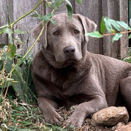 Monti - Labrador Retriever