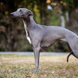 Brook - Whippet