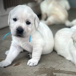 Blue - Yellow male Labrador Retriever puppy in Parkfield, California from Varian Kennels
