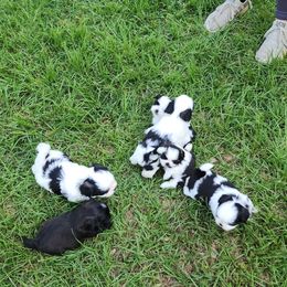 Shih Tzu Puppies from Keepin' it X-tra Shih-Tzu