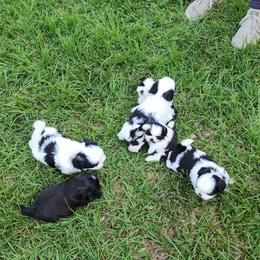 Shih Tzu Puppies from Keepin' it X-tra Shih-Tzu