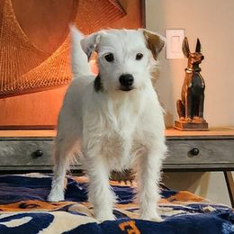 Parson Russell Terrier puppies from Parhelion Parsons