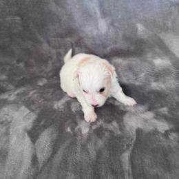 Biscuit - White female Coton de Tulear puppy in Timber, Oregon from Sterling’s Sweet Cotons