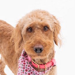 Oakley - Goldendoodle