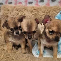 Chihuahua Puppies from Faith's Heavenly Chihuahuas