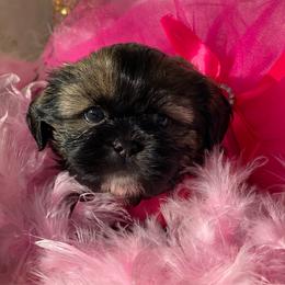 Shih Tzu Puppies from LaDawn’s Little Lions