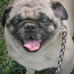 Lake - Pug