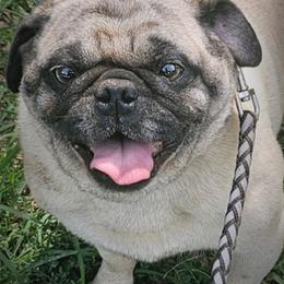 Lake - Pug