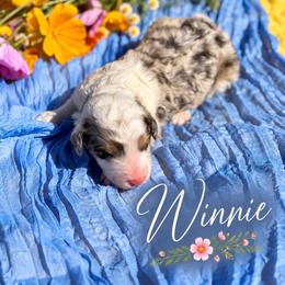 Winnie - Chocolate merle female Bernedoodle puppy in Burbank, Ohio from Berns & Doodles