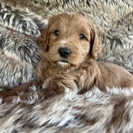 Steffy - Red  female Goldendoodle puppy in Placerville, California from New Dawn Poodles and Doodles