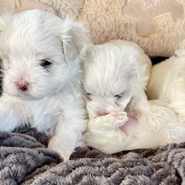 Maltese, Morkie, and Yorkshire Terrier Puppies from Cottonwood Maltese & Yorkies