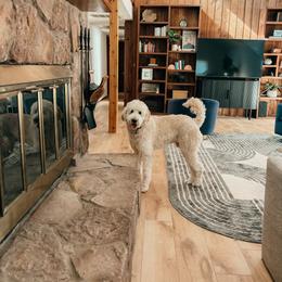 Harbor - Goldendoodle