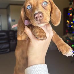 Red dapple girl - Dapple female Dachshund puppy in Woodward, Oklahoma from Wiener Dreams Dachshunds
