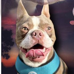 Chevy - Boston Terrier