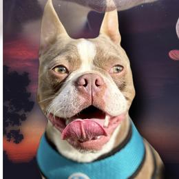 Chevy - Boston Terrier