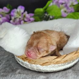Pepper's Already Gone - Orange sable male Pomeranian puppy in Plant City, Florida from Pepper's Pomeranians