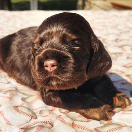 Green Boy - Brown white and tan male Cocker Spaniel puppy in Beggs, Oklahoma from Southern Country Cockers