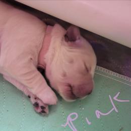 Pink Collar - Light golden female Golden Retriever puppy in Brush Prairie, Washington from Paradise Peaks