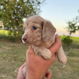 Girl 1 - Dapple female Dachshund puppy in Krum, Texas from AG Dachshunds