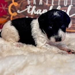 Pippin - Black and white female Aussiedoodle puppy in Orange Cove, California from Sand Creek Ranch Aussiedoodles
